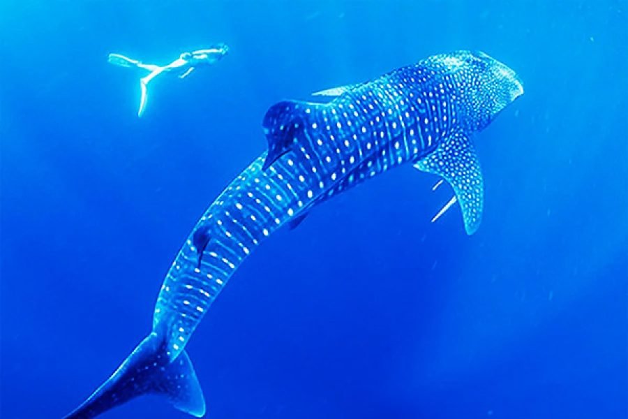 Komodo Whale Shark Liveaboard from Bali – 7 Days 6 Nights Liveaboard Expedition
